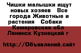   Чишки-малышки ищут новых хозяев - Все города Животные и растения » Собаки   . Кемеровская обл.,Ленинск-Кузнецкий г.